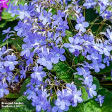 Image result for Streptocarpus confusus