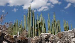 Image result for Lophocereus marginatus