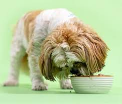 So, the next time you see an ill or injured animal, do not turn away your face in pity. Kabo Fresh Dog Food Delivered