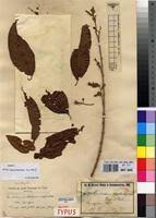 Image result for Combretum xanthothyrsum