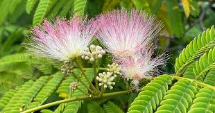 Image result for Albizia
