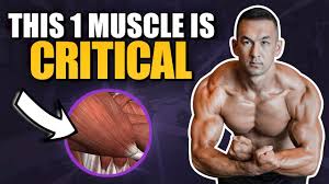 Blog fitness workouts upper chest exercises for a greek god torso. The Biggest Upper Body Muscle It S Not What You Think Youtube
