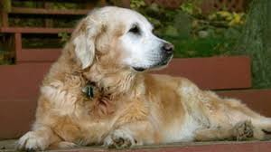Check spelling or type a new query. What Ingredients Are Important In Senior Dog Food Howstuffworks