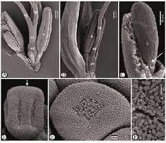 Image result for Queenslandiella