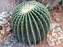 Cactus appelé coussin de belle mère; Coussin De Belle Mere Sans Epines Echinocactus Grusonii Var Inermis Planter Cultiver Multiplier