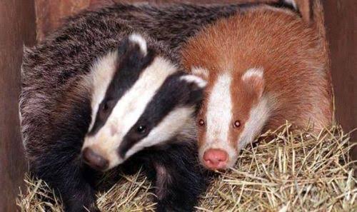 Mga resulta ng larawan para sa Erythristic European badger"
