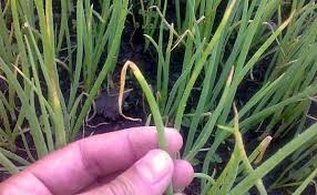 Dessèchement des feuilles et surtout risques de propagation de maladie. Le Jaunissement Des Oignons Que Le Processus Et Si L Oignon Devient Jaune A Travers Le Temps Conditions Climatiques Inappropriees