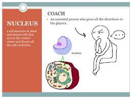 Plant and animal cell analogy project. Gr8 Hannah Cellanalogy