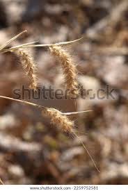 Image result for Aristida barbicollis