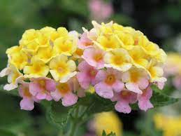 Mary Ann Lantana Lantana Flowers Plants