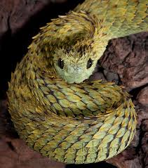 Pin On Reptiles