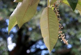 Image result for Croton megalocarpus