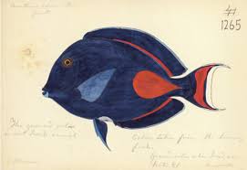 Traditional, design, ink drawing, paintschainer are the most prominent tags for this work posted on february 24th, 2018. In Order To Study Conchology Andrew Garrett 1823 1887 And His 1859 Expedition To The Kingsmill Islands Kiribati