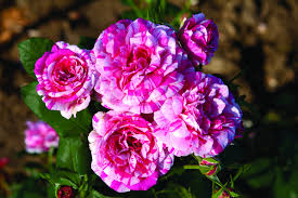 Check spelling or type a new query. Our List Of The Most Fragrant Roses Julio Iglesias Rose Fragrant Roses Beautiful Rose Flowers
