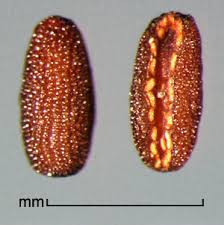 Image result for Spermacoce kirkii