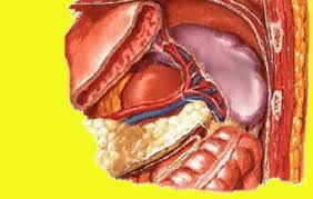 Check spelling or type a new query. Limpa Pecah