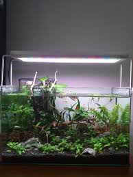 Find everything you need for pond or water garden! Aquascaping Fish Tank Pet Supplies For Fish Fish Tanks On Carousell