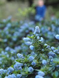 Image result for Ceanothus thyrsiflorus