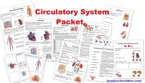 Circulatory System Packet Worksheets And Hands On Activities Homeschool Den