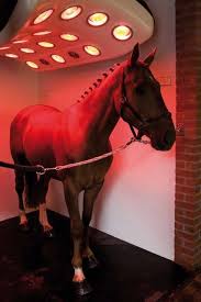 pictures of horse barn interiors 馬小屋 馬 ホーム