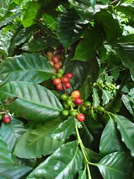 Image result for Coffea ligustroides