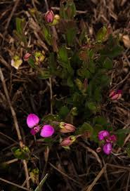 Image result for Polygala ohlendorfiana