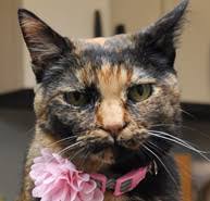Check spelling or type a new query. Blue Ridge Animal Clinic Wetumpka Veterinarians Animal Hospital