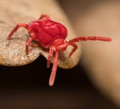 Image result for red mite