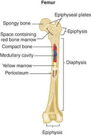 Diagram with articular cartilage, marrow, spongy bone, medullary cavity, endosteum, diaphysis, and periosteum. can be used for personal and commercial purposes. Bone Human Anatomy Definition Of Bone Human Anatomy By Medical Dictionary