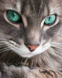 Cream is the dilute genes on a red coat! Grey Tabby Cats With Blue Eyes Novocom Top