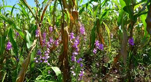 Image result for Striga