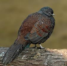 Small Brown Bird With No Tail Feathers Pin On Reserve Me Some Feathers I Have Some Ties I Want To Fly