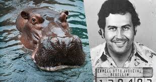 Pablo emilio escobar gaviria (/ˈɛskəbɑːr/; The Ecological Benefits Of Pablo Escobar S Hippos Lethbridge News Now