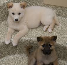 Find out more about the wonderful, spunky korean jindo dog. Puppies Rescued From South Korean Dog Meat Farm Arrive At Hra