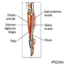Leg Pain In Runners Sports Medicine Clinic Semi