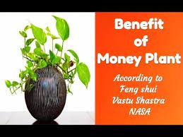 You can also use the lucky bamboo for decorating your place; Benefits Of Money Plant According To Vastu Feng Shui Nasa Youtube