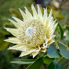 Image result for Protea argyrea