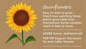 In general, the area of the major types of cut flowers and popular varieties of each species grown commercially are as shown in tables 1 and 2. Top 10 Easy To Grow Flowers And Seeds Thompson Morgan