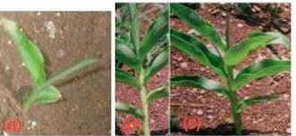 Image result for Siphonochilus rhodesicus