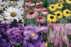 Maybe you would like to learn more about one of these? 10 Outstanding Mail Order Nurseries For 2021 Enchanted Gardens