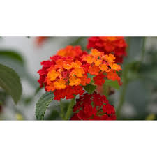 Image result for Lantana angolensis