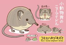 高橋のぞむ◇ゆるかわ古生物図鑑発売 on X: 「コミミハネジネズミ」 アフリカに生息する 体長１０ｃｍ程のちっちゃな動物。  まんまるな体にくりくり黒目 ほにょほにょと動く鼻がとてもかわいい 小動物界のミスター秘蔵っ子。 ちなみに名前にネズミと付いてるが 実は ...
