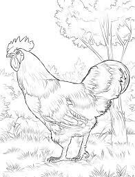 View this page and thousands more! Rooster Coloring Pages Free Printable Coloring Pages For Kids