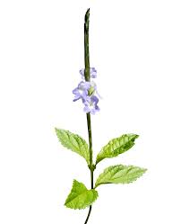 Image result for Stachytarpheta cayennensis