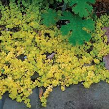 Image result for Lysimachia djalonis