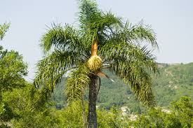 Image result for Syagrus romanzoffiana