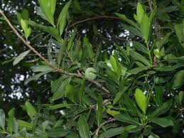 Image result for Warburgia ugandensis