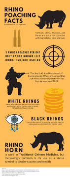 Rhino Poaching Infographic By The Sugarbush Rhino Poaching Animal Infographic Endangered Animals Infographic