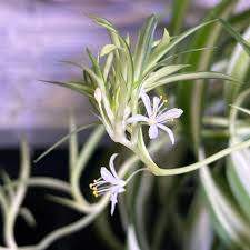 Image result for Chlorophytum brachystachyum
