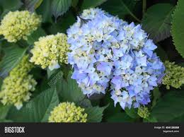 The size of the flower heads make hydrangeas a favorite with gardeners. Beautiful Japanese Image Photo Free Trial Bigstock
